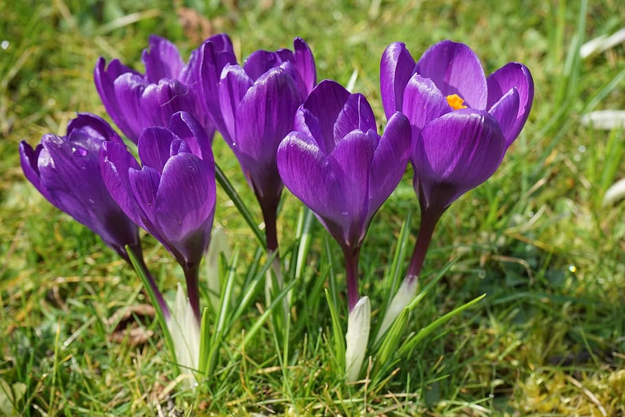 crocus, flowers, purple, close, spring, bühen, colorful, violet HD wallpaper