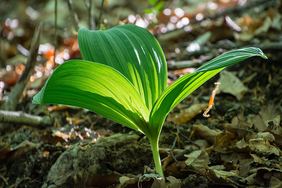 leaf, green, green leaf, plant, shadow play, leaves, plant part HD wallpaper