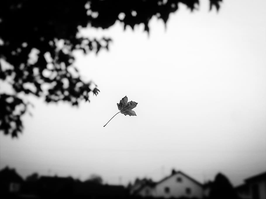 Autumn, Leaf, Leaf, Fall, Fall Foliage, Leaves, Tree, nature HD wallpaper