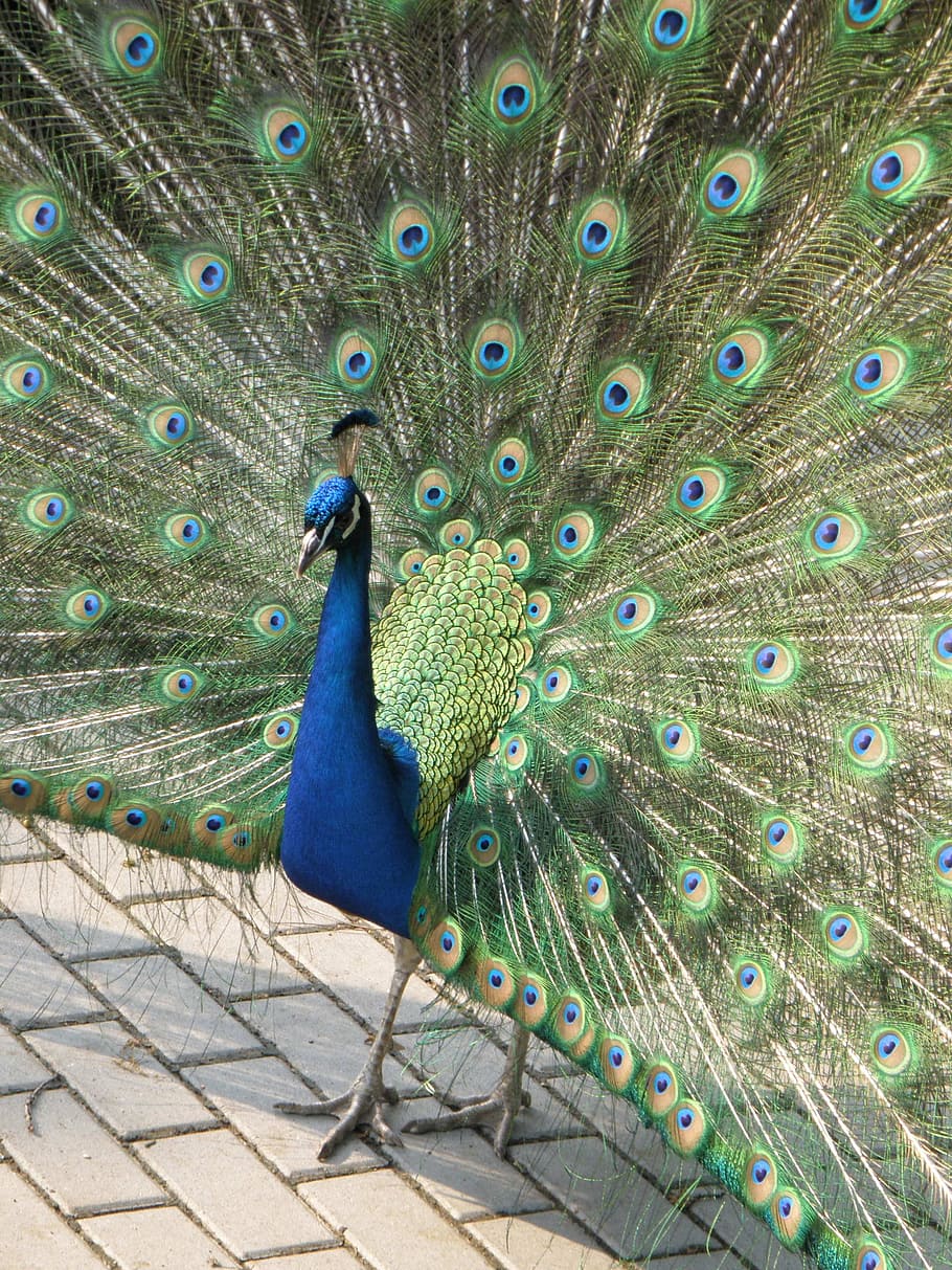 Peacock, Male, Feather, peacock korunkatý, peacock feather