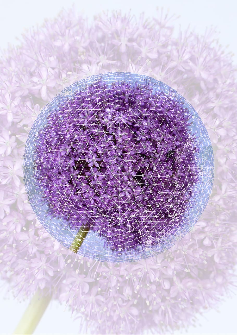 desktop, abstract, violet, closeup, purple, alium, flower, floral HD wallpaper