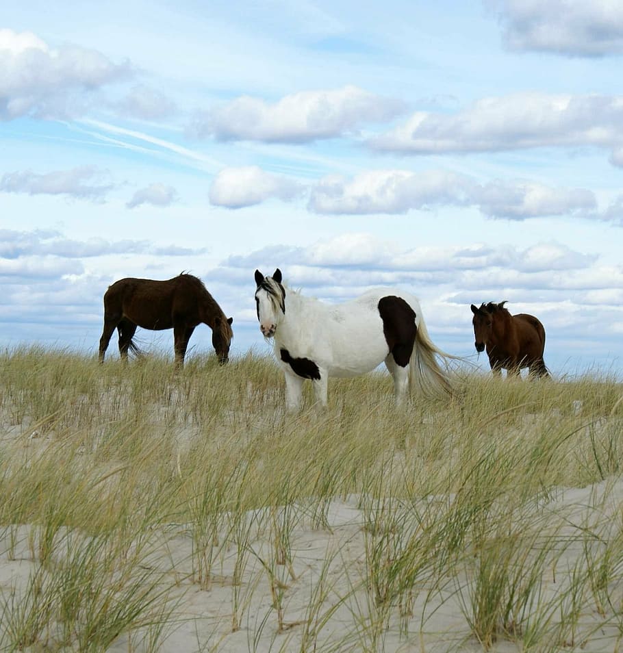wild ponies, grazing, chincoteague island, virginia, usa, feral, HD wallpaper