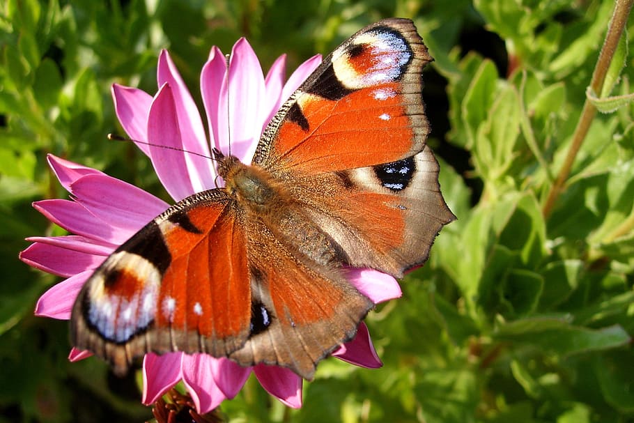 flower, butterfly, insect, macro, nature, wings, butterfly - insect HD wallpaper
