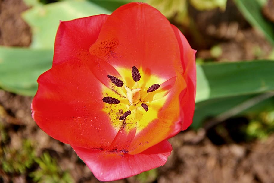 tulip, red, blossom, bloom, open, stamp, individually, flower HD wallpaper