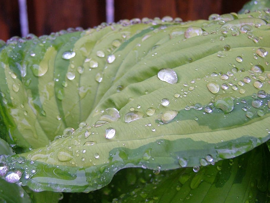 beads, rain, sheet, drop, raindrop, macro, rainy weather, drops of water HD wallpaper