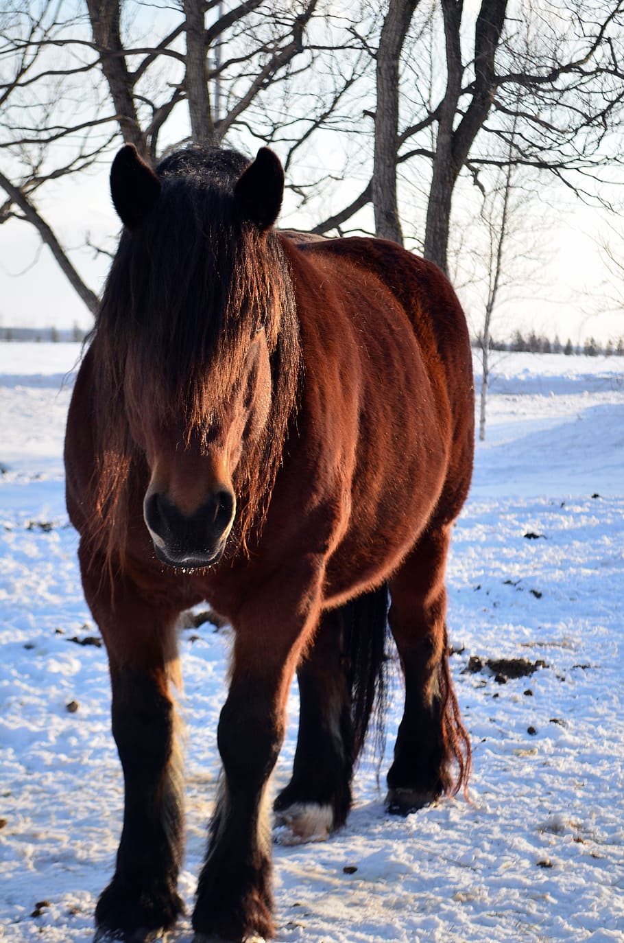 horse, winter, snow, horses, field, gelding, bay dark, equine, HD wallpaper
