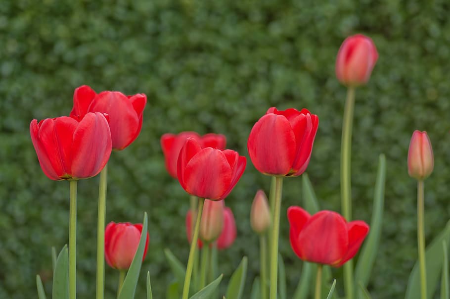 Flower, Macro, Nature, growth, plant, red, poppy, flowering plant HD wallpaper