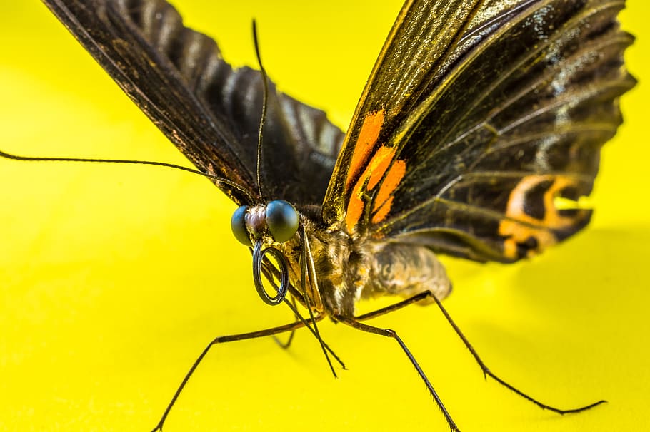 butterfly, insect, invertebrate, animal, animal themes, animal wildlife HD wallpaper