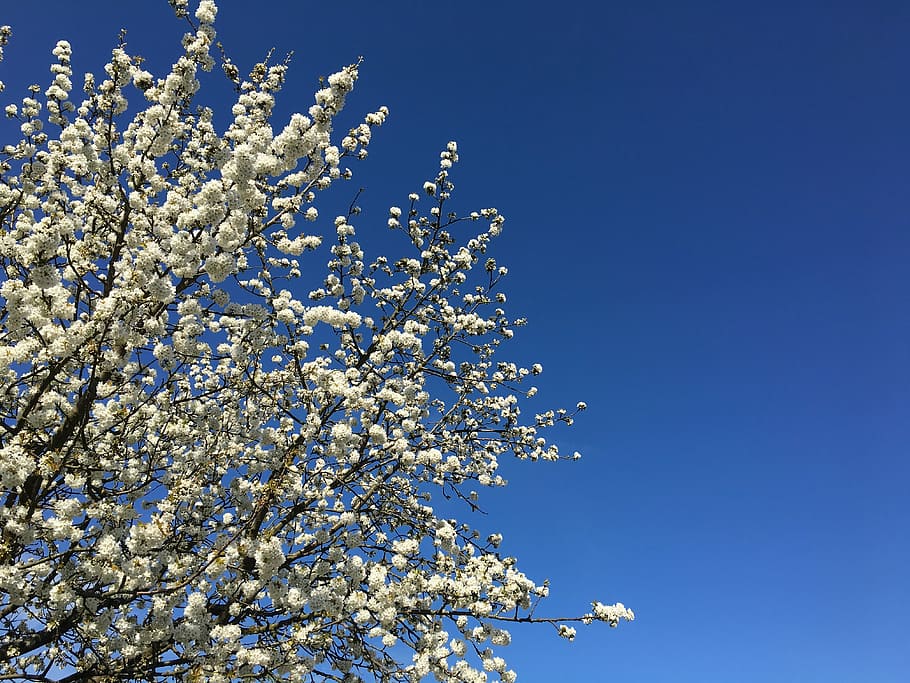 spring, sky, tree, flowers, nature, cherry blossom, agriculture HD wallpaper