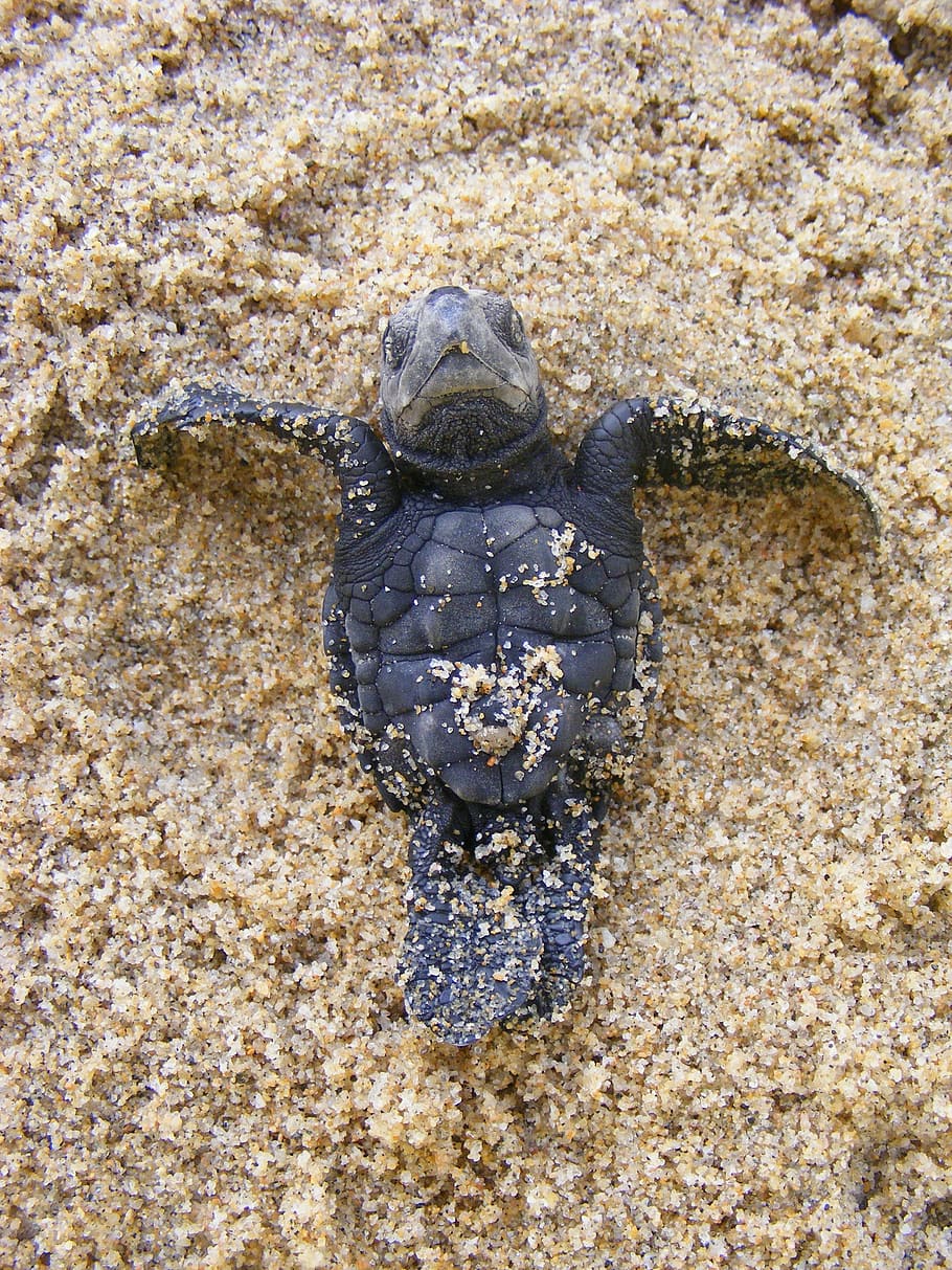 baby sea turtle, olive ridley turtle, newborn, endangered, cute, HD wallpaper