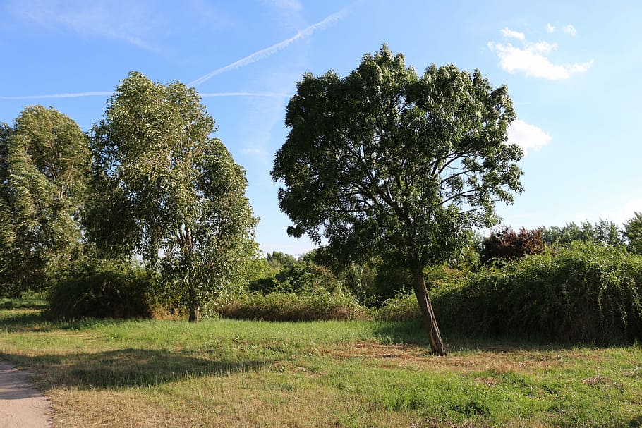 Trees, Nature, Grass, Green, Natural, environment, outdoor HD wallpaper