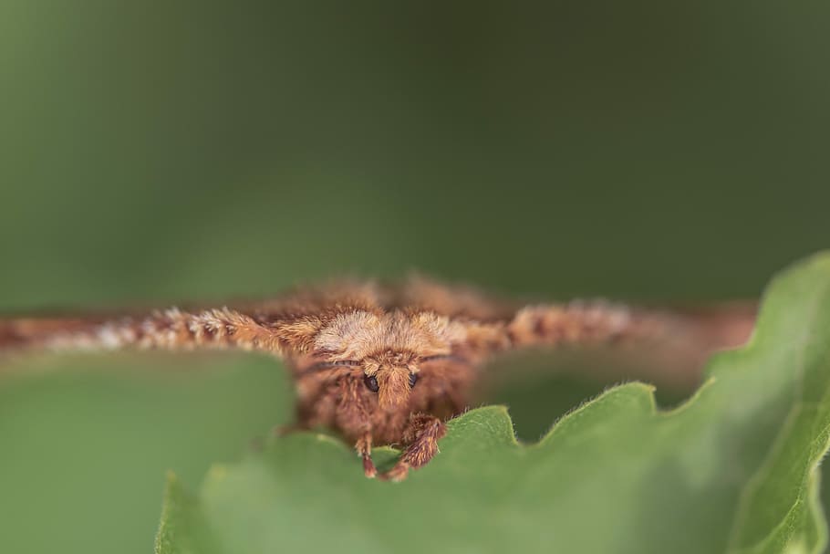 brown moth on leaf, untitled, butterfly, insect, bug, one animal HD wallpaper