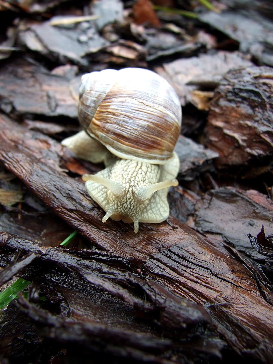 Snail, Horns, Bark, Forest, rain, the bark, tree, nature, animal, HD wallpaper