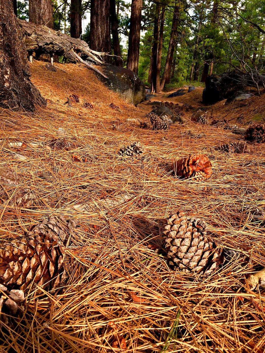 Photography of Pine Cones on Ground, branches, conifer cone, conifers HD wallpaper