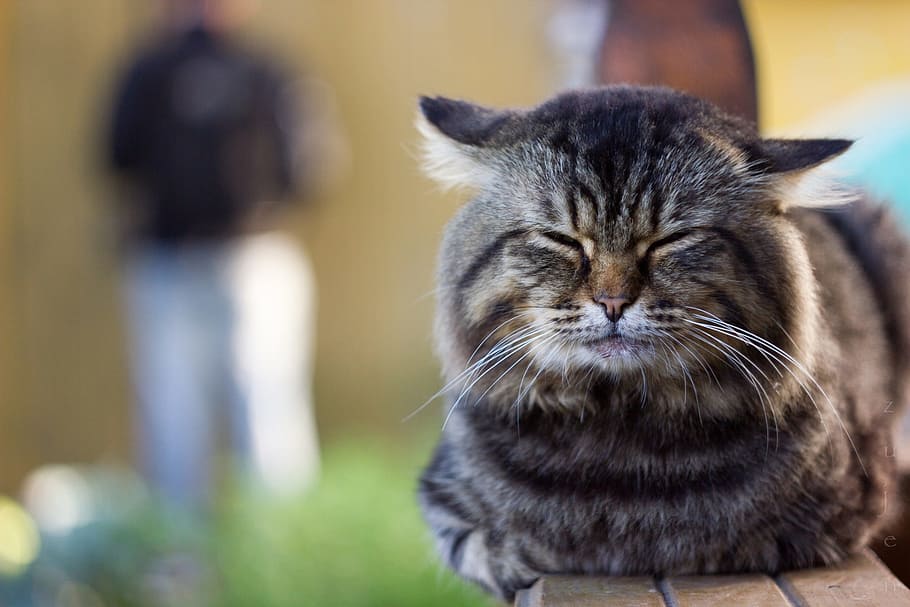 animals, cat, pet, cute, mammals, portrait, focus, sharpness HD wallpaper