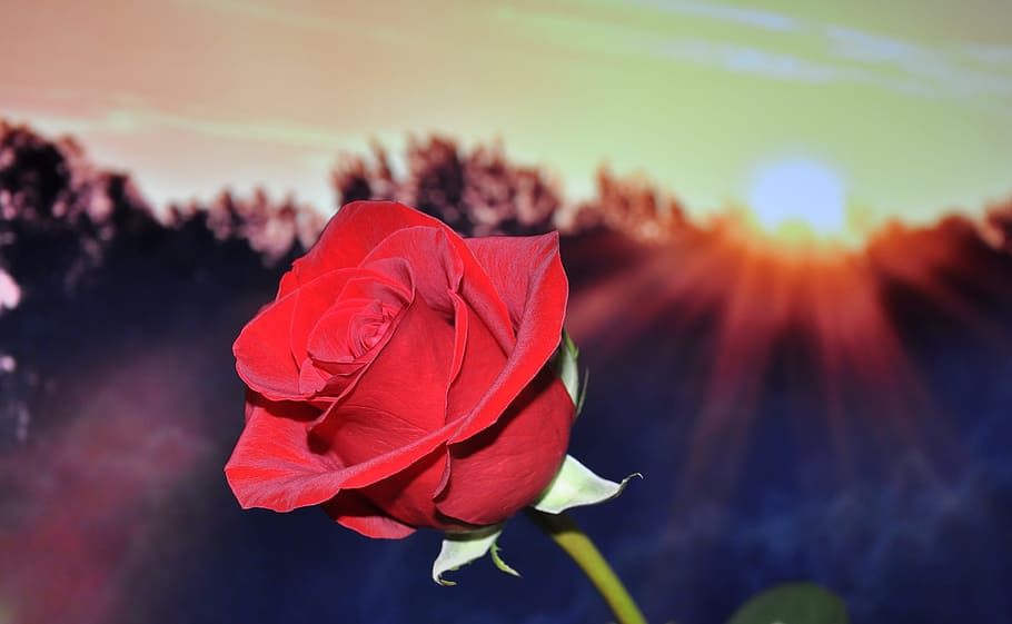 red rose flower, plant, beauty in nature, close-up, flowering plant HD wallpaper