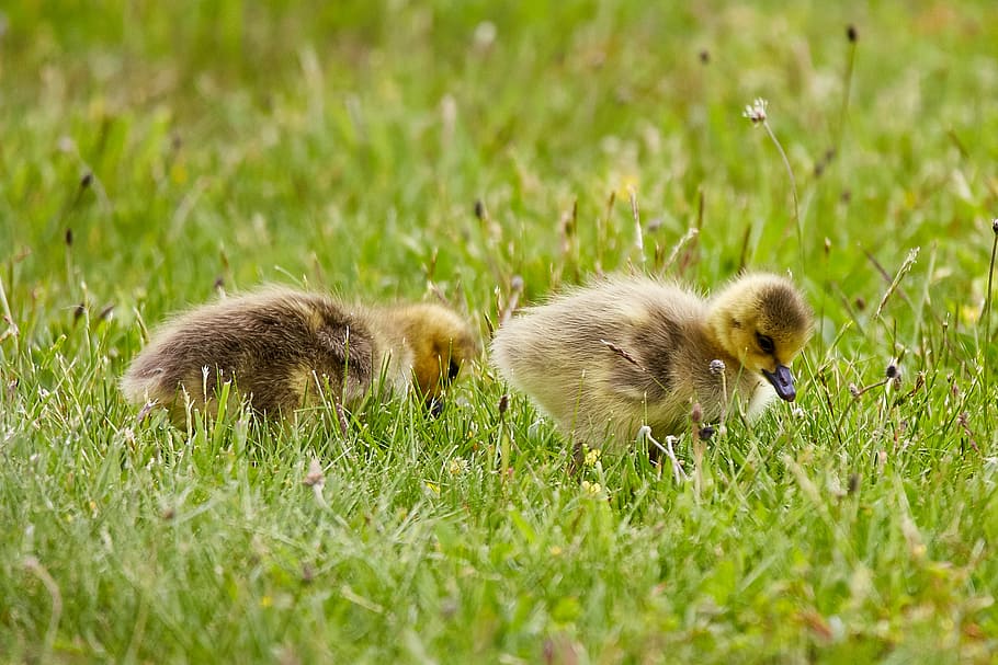 two yellow ducklings on green grass, pair of ducklings on grass HD wallpaper