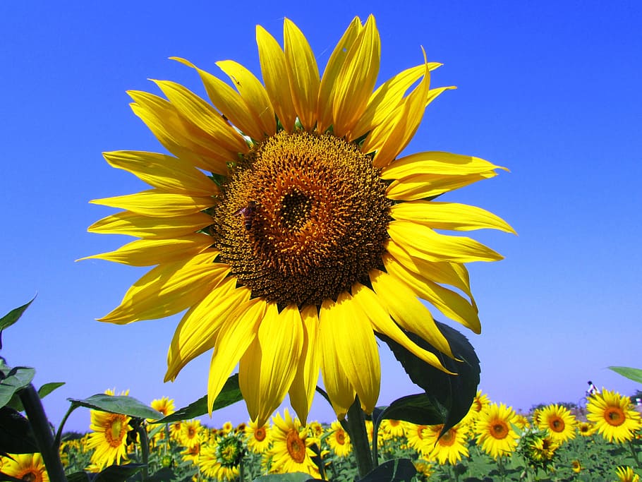 sunflower, sunflowers, blossoms, blooms, blooming, yellow, petals HD wallpaper