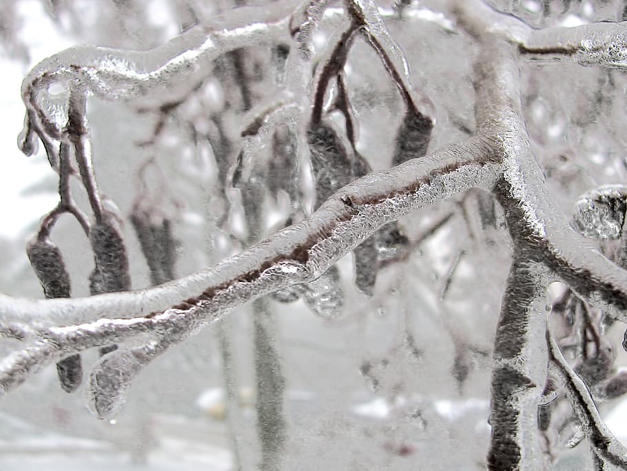 winter, tree, branch, bough, ice, frozen, nature, close-up HD wallpaper