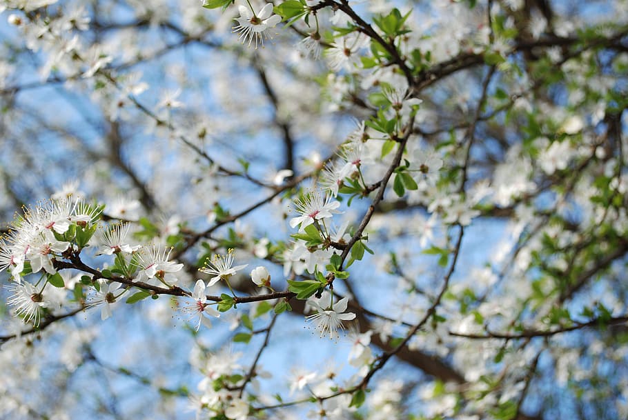 nature, spring, flower, plant, tree, blossom, fragility, flowering plant HD wallpaper