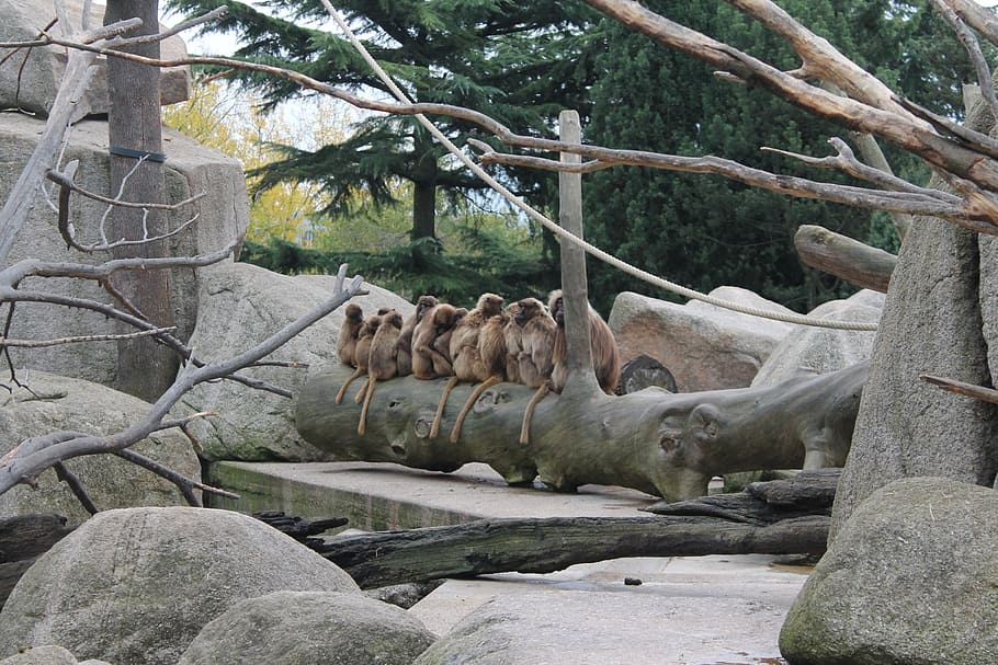 monkey, tree, zoo, nature, family, pierre, roche, animal, forest HD wallpaper