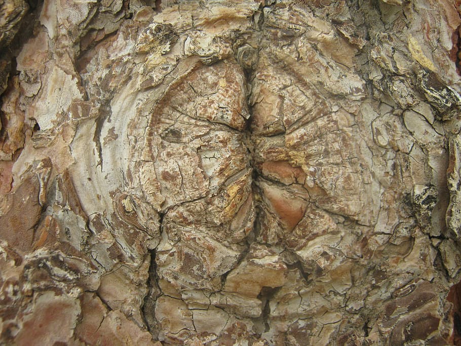tree, knot, bark, texture, natural, wood, old, rough, grain HD wallpaper
