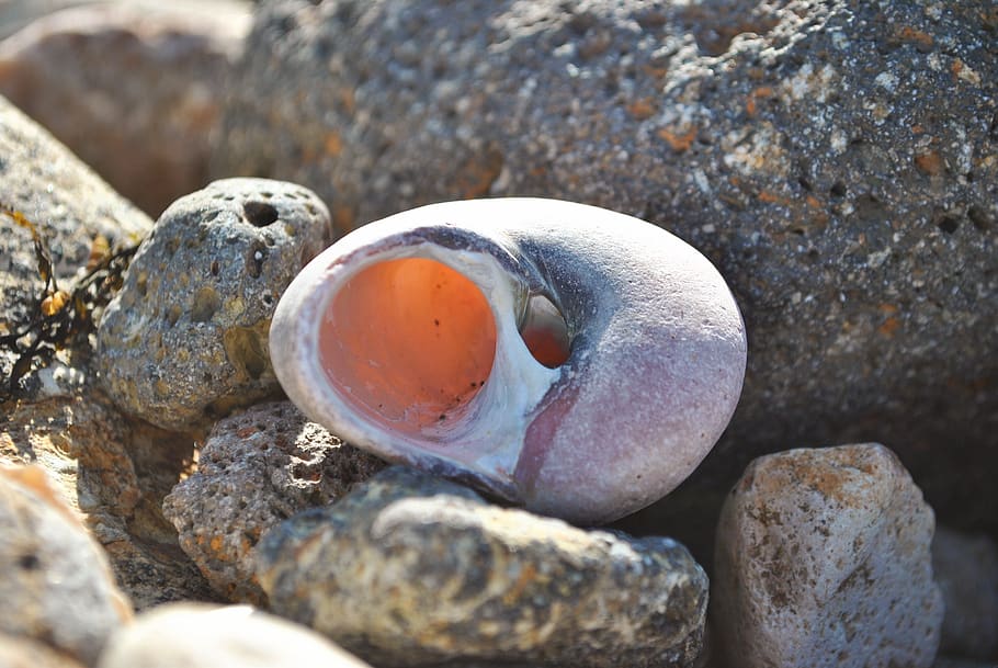 nature, rock, stone, shell, beach, solid, rock - object, no people HD wallpaper