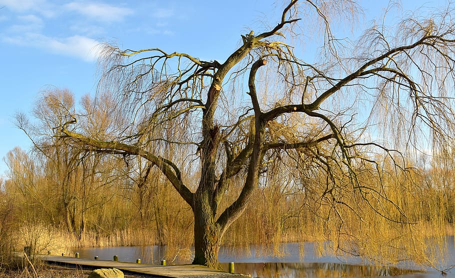 tree near body of water, nature, wood, landscape, waters, pasture HD wallpaper