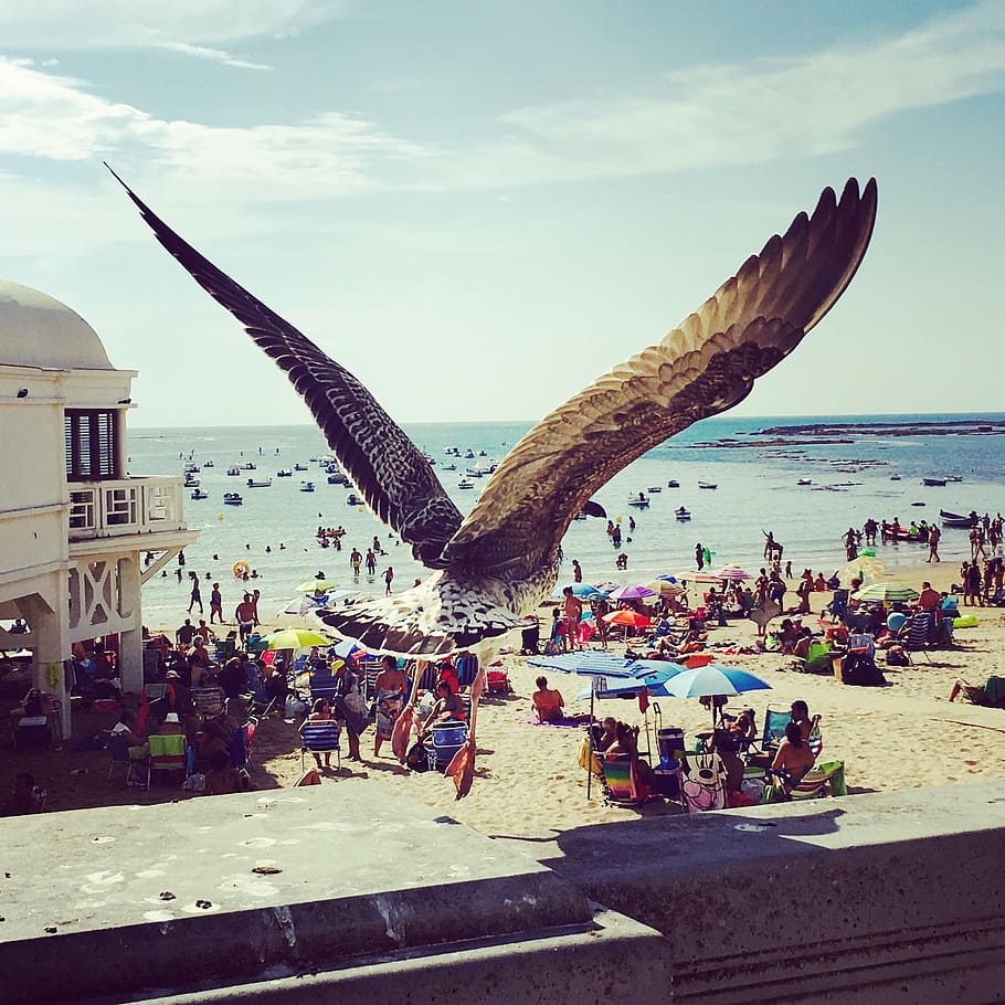seagull, bird, cadiz, beach, summer, wings, flight, take off HD wallpaper