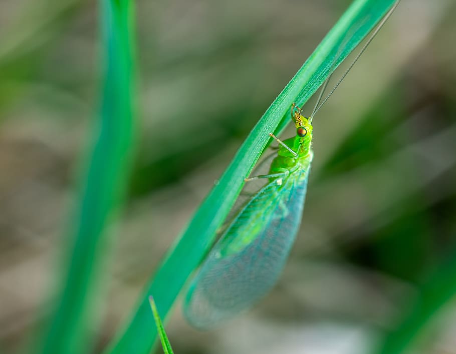 zlatovlaska, insect, macro, green color, one animal, animals in the wild HD wallpaper