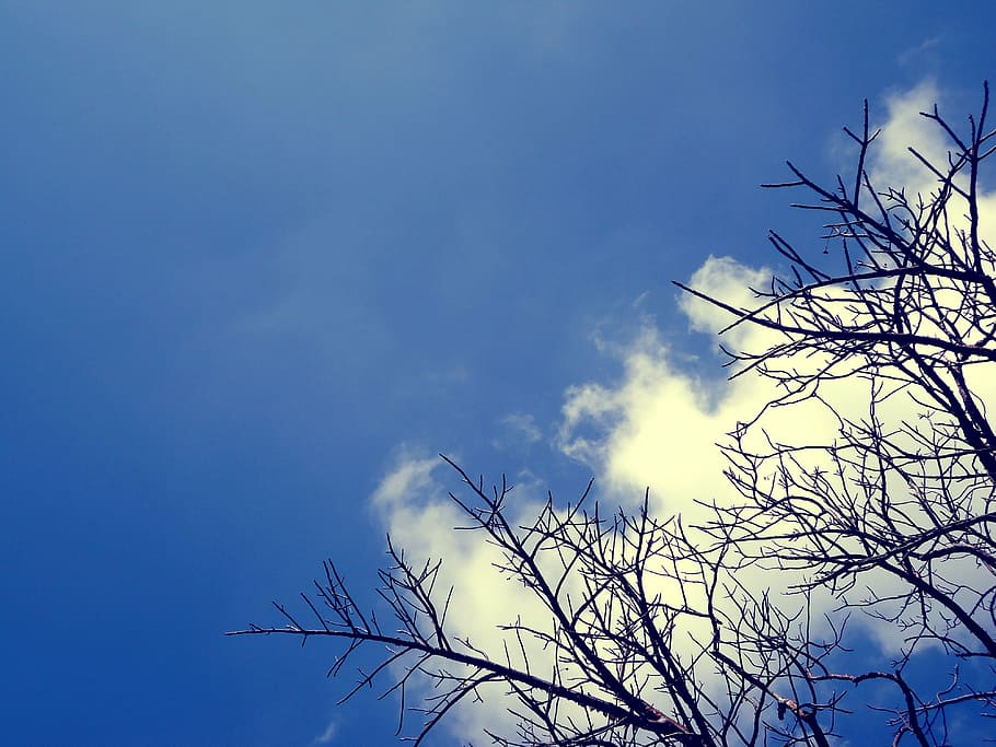 sky, nature, clouds, blue, landscape, tree, blue sky, trees HD wallpaper