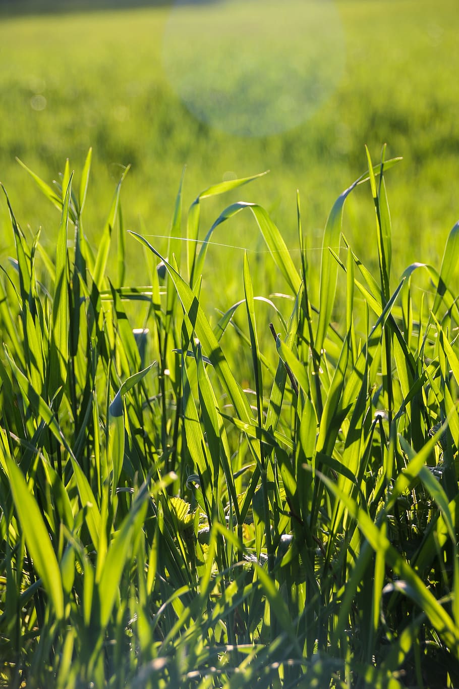 grass, meadow, sun, green, blade of grass, nature, grasses HD wallpaper