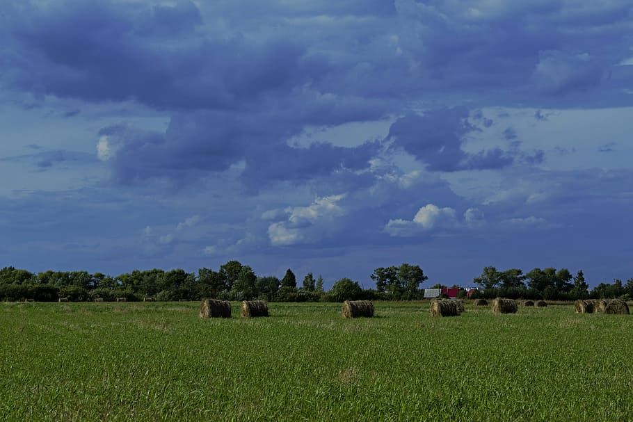 field, hay, clouds, cloud - sky, plant, landscape, environment HD wallpaper