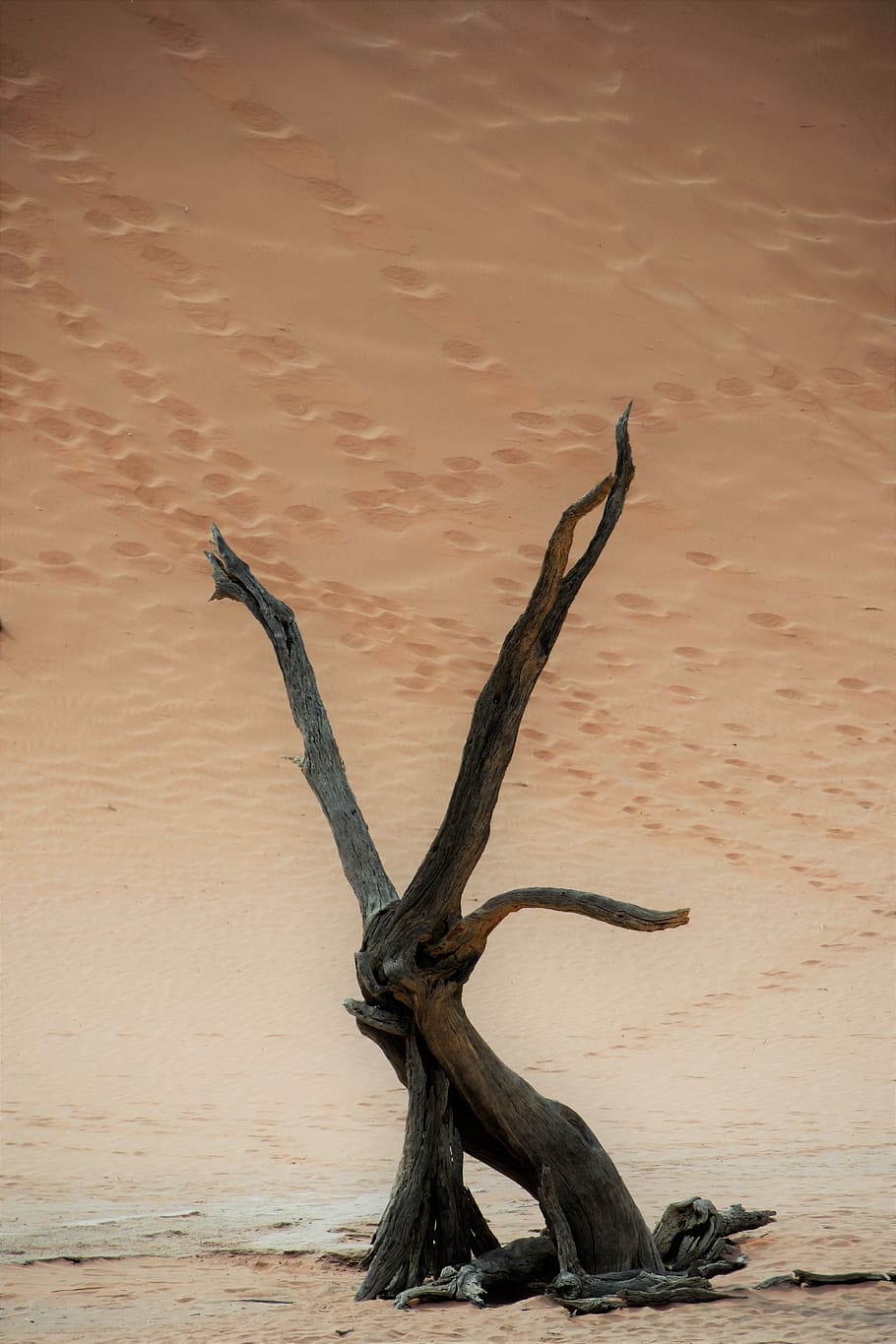 sand, nature, africa, namibia, sossusvlei, tree, sand dune, HD wallpaper