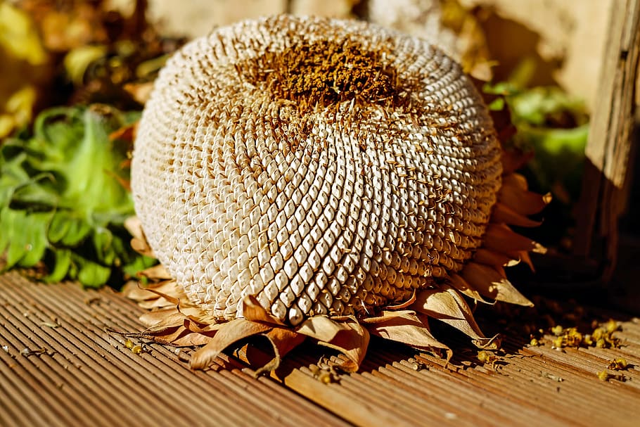 round gray plant on brown wooden surface in selective focus photography HD wallpaper