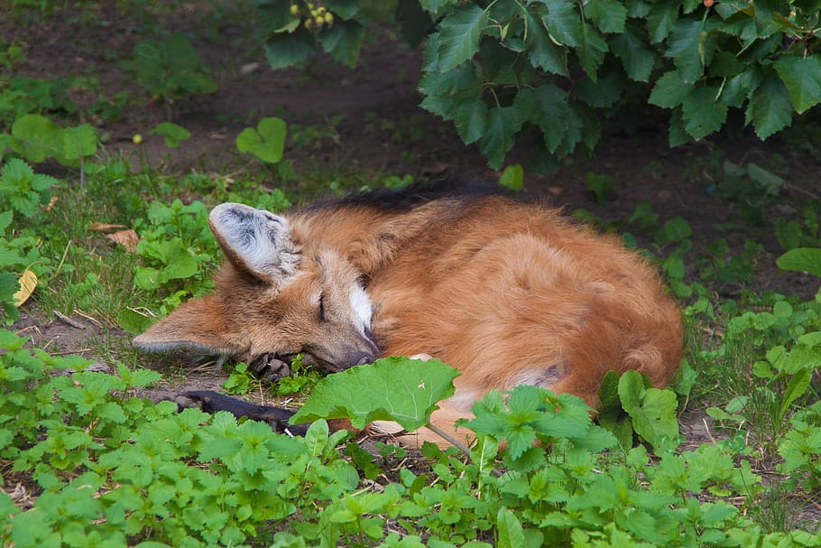 brown fox lying on ground, black fox, sleeps, under a bush HD wallpaper