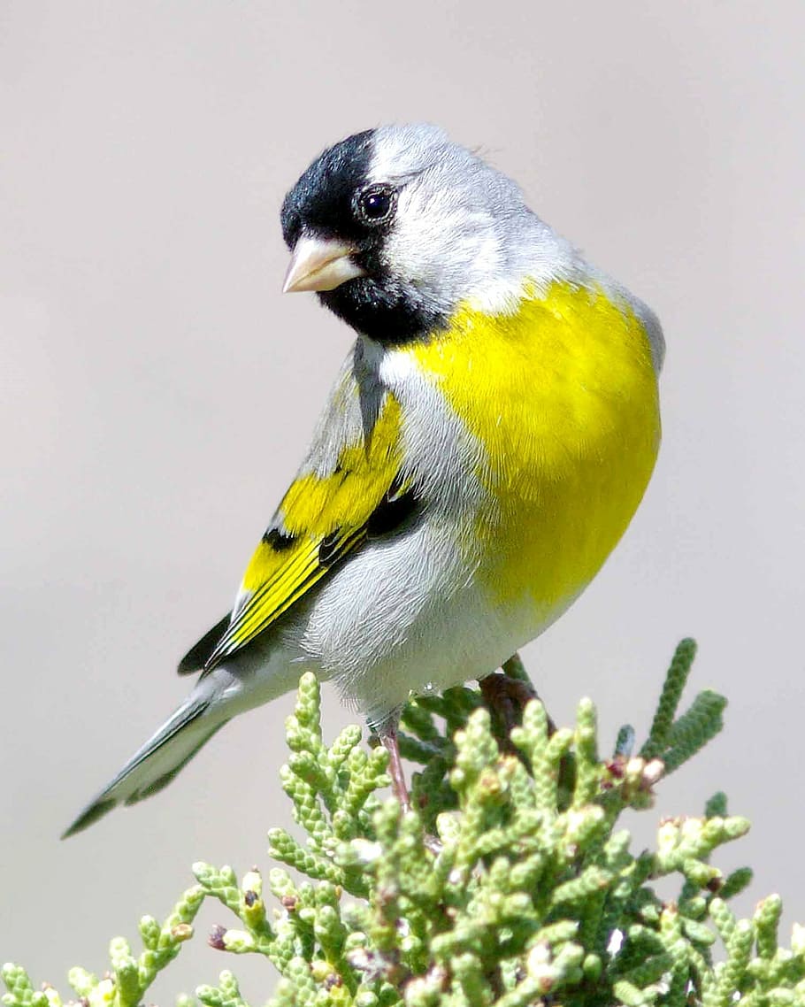 close up photography of white, yellow, and black bird, goldfinch