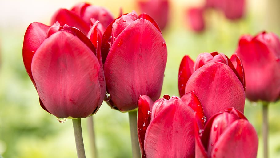 tulips, spring, beads, macro photography, nature, drop of water, HD wallpaper