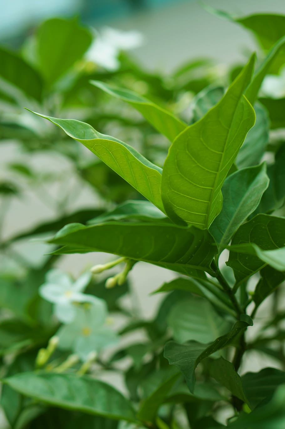 flower, green, leaf, natural, small, tea, green color, growth HD wallpaper