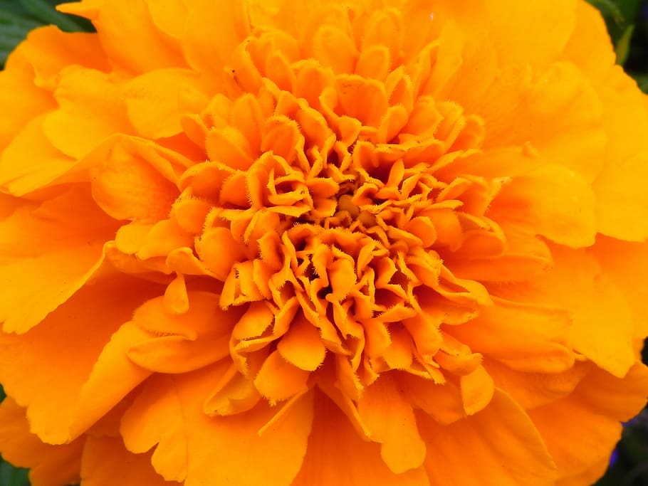 orange, flower, blossom, bloom, orange flowers, orange yellow HD wallpaper