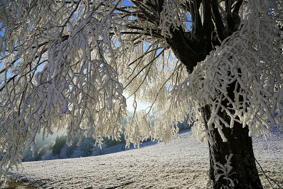 white leafed tree, hoarfrost, branch, iced, crystal formation HD wallpaper