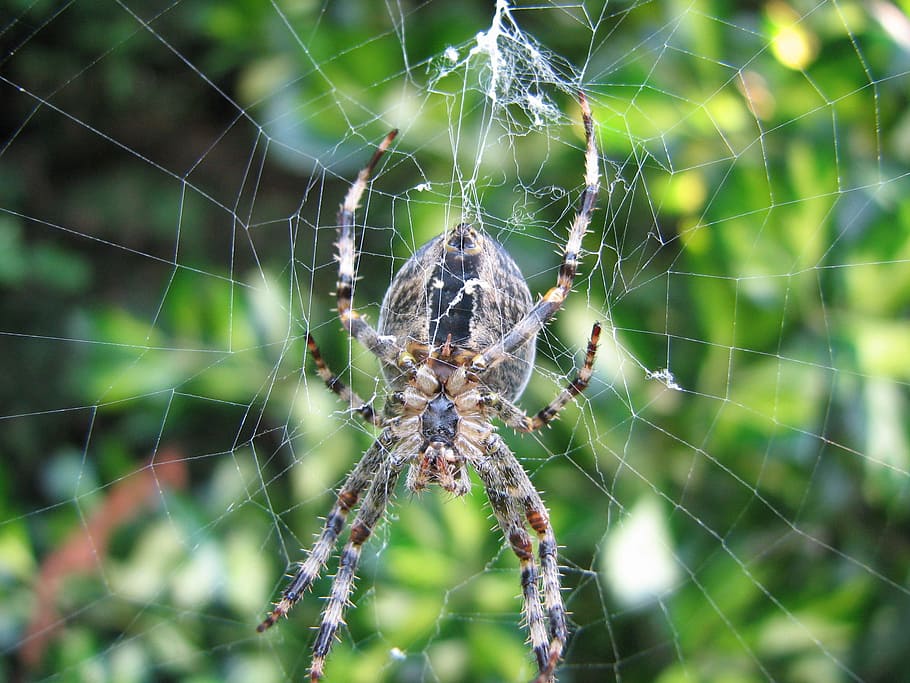 Spin, Web, Spider, Spider Web, Animals, nature, close up, garden HD wallpaper