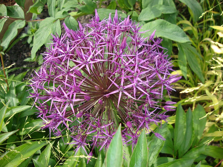 the plot, flowers, nature, a garden plant, purple, flowering plant HD wallpaper