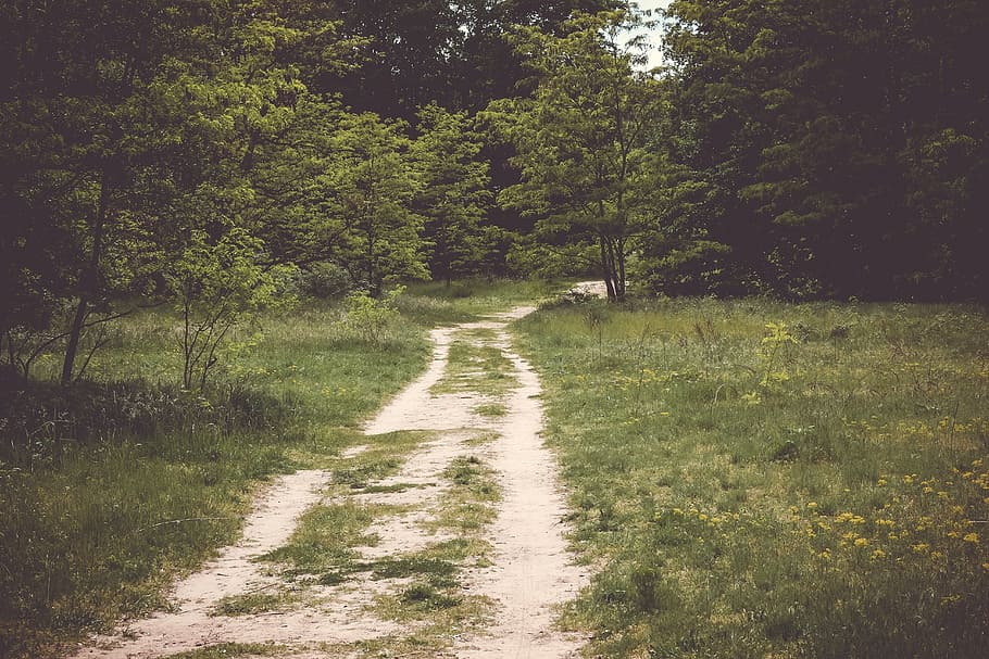 green, grass, path, trees, plants, nature, direction, the way forward HD wallpaper