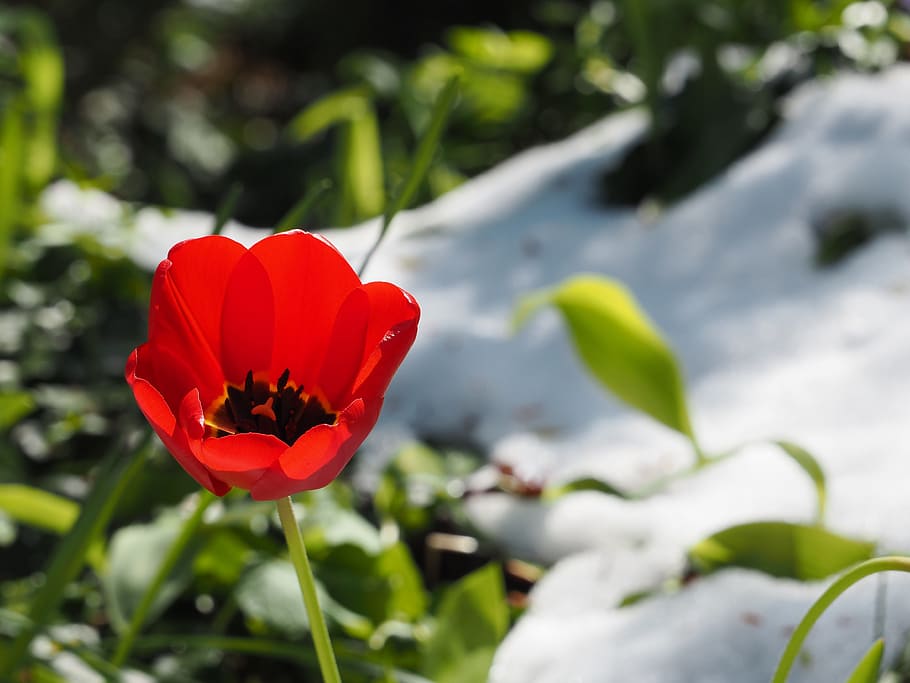 tulip, snow, spring, flower, flowering plant, beauty in nature HD wallpaper