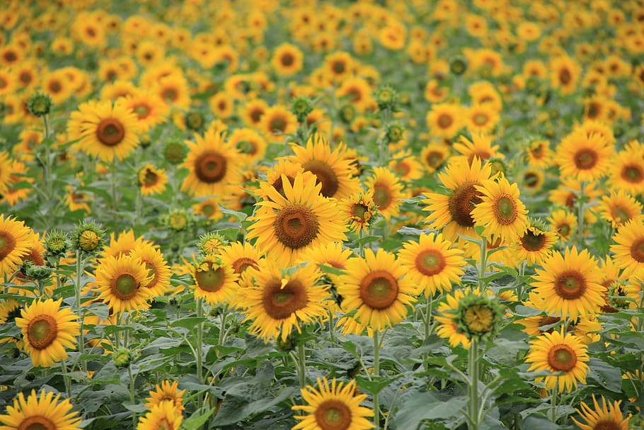 yellow sunflower field, let reonpam, outing, flowering plant HD wallpaper
