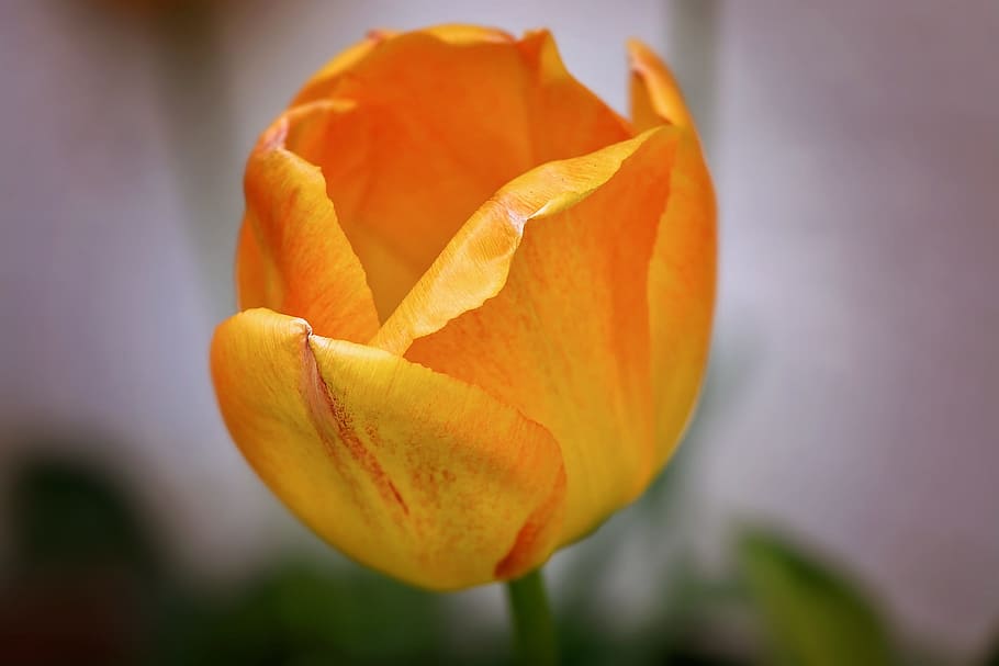tulip, flower, orange, spring, garden, nature, spring flower HD wallpaper