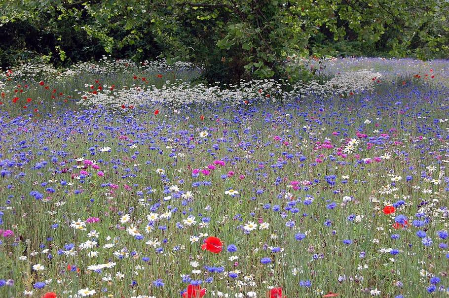 the, flower, field, nature, plant, purple, summer, outdoors HD wallpaper