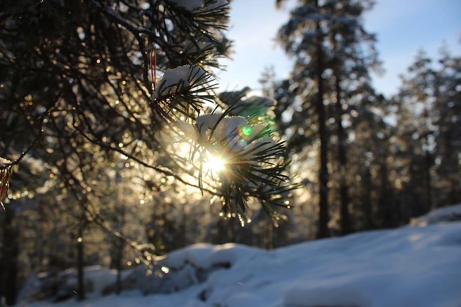 winter, snow, nature, tree, frost, plant, sunlight, cold temperature HD wallpaper