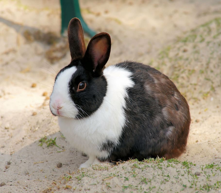white and brown rabbit, hare, small hare, animal, spring, pet HD wallpaper